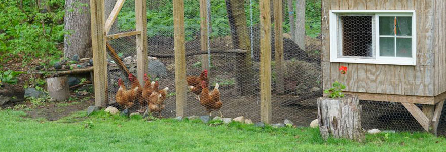 Élever des poules chez soi